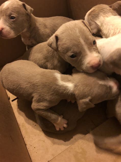 These pups are going to be 8 weeks and ready for pick up on. . Pit bull puppies for sale indiana